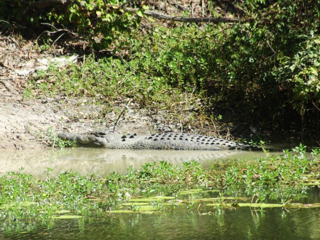 Estuarine crocodiles are often seen at Catfish Waterhole.