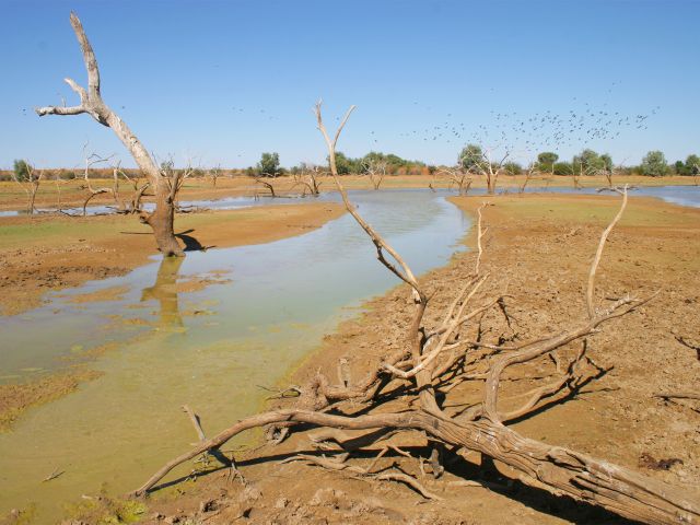Look for nesting spoonbills, ducks and herons in the branches of dead trees.