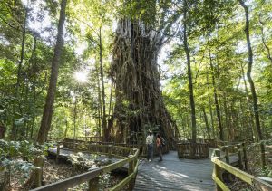 Photo of Clohesy River fig tree boardwalk