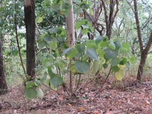 Image of stinging trees which can be found throughout Earl Hill Conservation Park. 