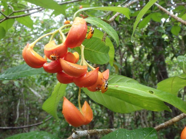 Iodine plant Taberaemontana orientalis