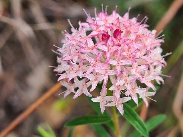 Pimelea linifolia