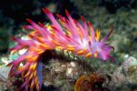 A pink nudibranch with cetera over its whole body. The tips of the cetera down the centre are red while the outer cetera blend from pink to orange. 