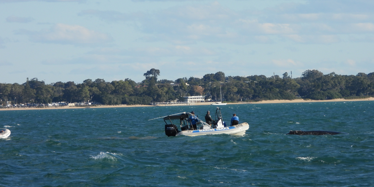 Small boat on water with staff rescuing stranded whale.