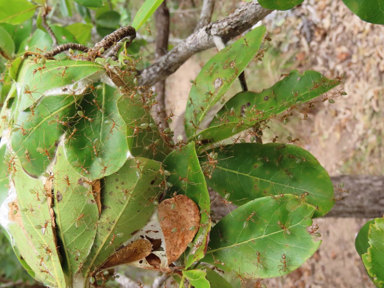 Leaves of shrub pulled into ball shape covered with Green Ants. 