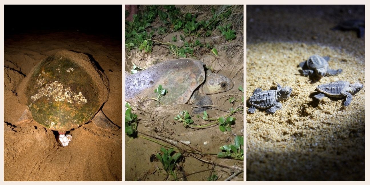 Three image collage. First image is a marine turtle laying eggs pictured from behind. Second image is marine turtle laying eggs taken from the side. Third image is three turtle hatchlings.