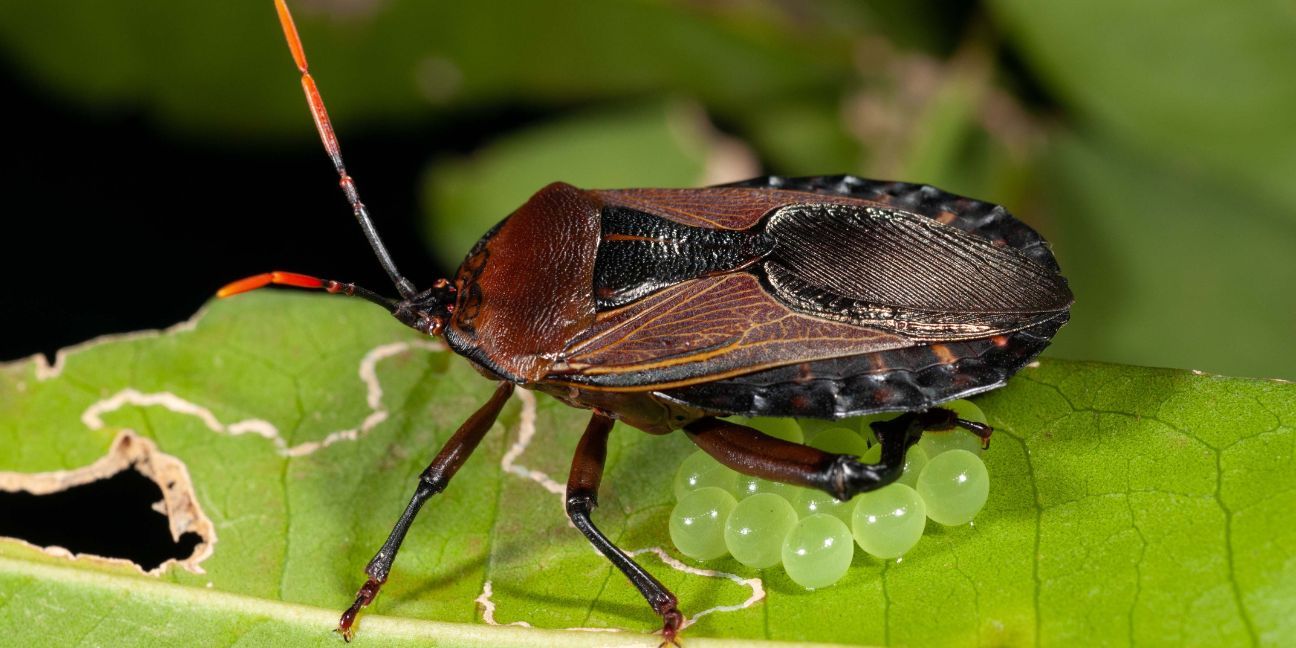 Brown bug with orange antennae standing over a group of round, green eggs.