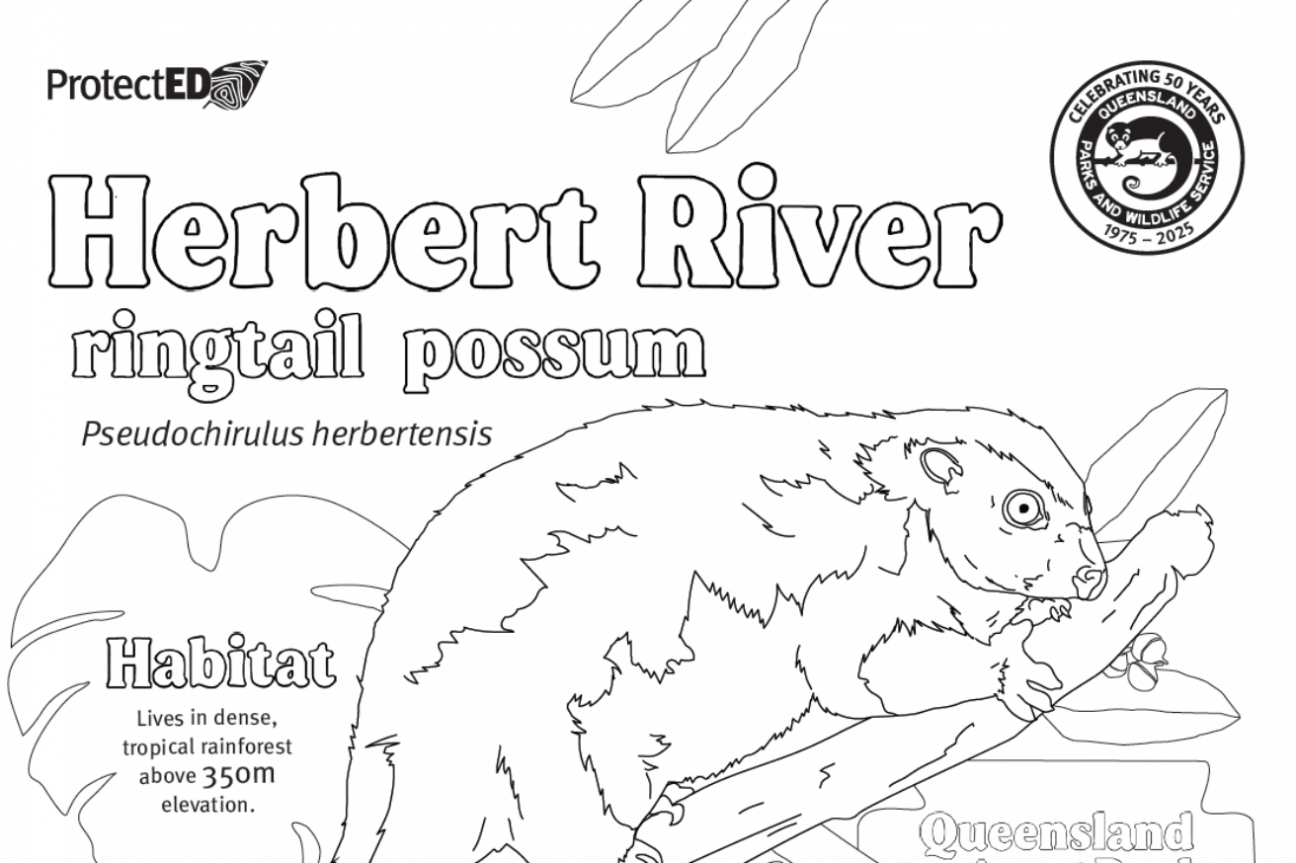 snippet of colouring page of Herbert River ringtail possum