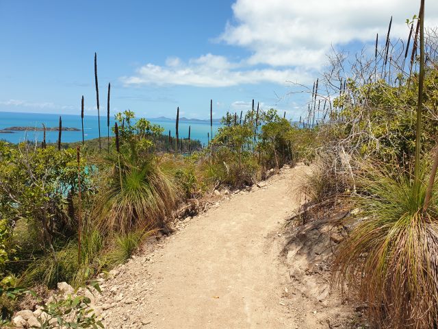 Dirt track with grass trees on either side and a view of the ocean.