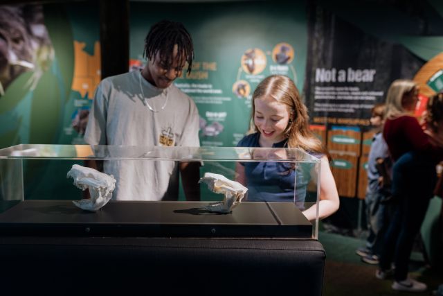 Photo of children observing preserved koala mandibles and skulls.