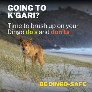 Image of Be dingo-safe social tile - Dingo do's and don'ts