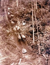 Bullock team being driven by Jack Bourke of Julatten during the early 1940s