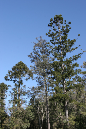 Two Araucaria (L. bunya pine, R. hoop pine) emerge from the dry rainforest. 