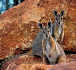 Image of two yellow-footed rock wallabies <em>Petrogale xanthopus celeries</em>.
