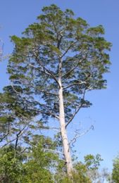 Image of a cypress pine. The Jardine catchment contains one of the largest stands of cypress pines in northern Australia.