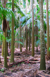 Small in size, but big in nature, The Palms conserves a patch of remnant rainforest. 