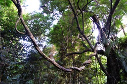 Photo of lianas, which drape across the boardwalk at Din Din Barron Falls lookout.