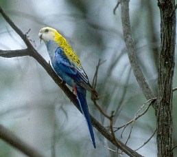 Pale-headed rosella