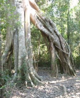 Giant figs feature on Scrubby Creek circuit. 