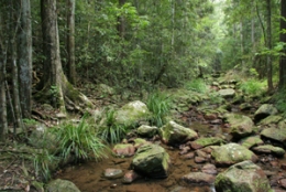 The rainforest lined creek features on walks from Amama day-use area, Amamoor State Forest.