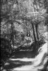 Walkers testing out the new tracks at Binna Burra, circa 1930s.
