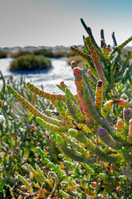 Samphire Halosarcia pergranulata along the shoreline at Lake Wyara. Photo: Robert Ashdown © Queensland Government
