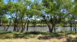 Nowranie Waterhole featuring a row of green-leaved trees along a calm water body under a clear sky. Foreground includes grassy and slightly sandy terrain, highlighting a natural, serene outdoor environment.
