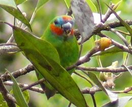 Image of a Macleay's fig-parrot.