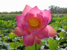 Red lotus lily