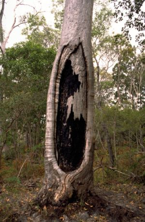 Canoes and shelters were made of bark taken from living trees.