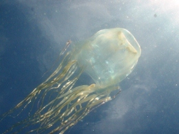 Image of a stinger which occur more frequently in the warmer months.