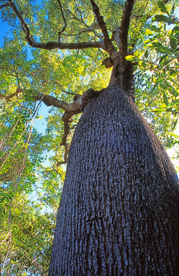 Bottle trees feature in Auburn River's dry vine thicket.