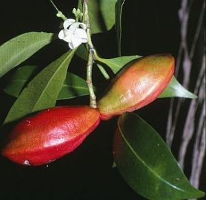Southern ochrosia Ochrosia moorei