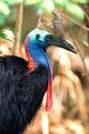 Look for scats of the southern cassowary on the walking track. 