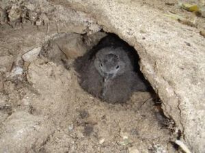 Wedge-tailed shearwater chick. 