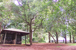 Blackbean day-use area has ample shade. 