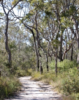 Scribbly gum woodland on the Aemula trail. 