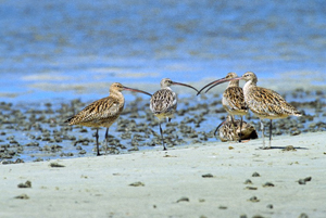 Photo of Eastern curlews, which use their large curved beak to probe into the sand in search of food.