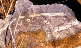 A rock face displays a cross-section through a fossil turtle shell.