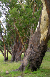 A rim of original vegetation encircles the lake. 