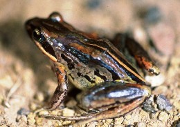 Image of a striped marshfrog