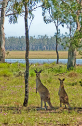 Water, grass and shade are all an eastern grey kangaroo needs on a hot summer day. 