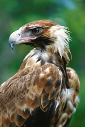 Photo of Wedge-tailed eagle