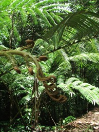 King ferns along K-tree Road, Misty Mountains.