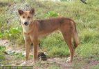 Fraser Island Dingoes