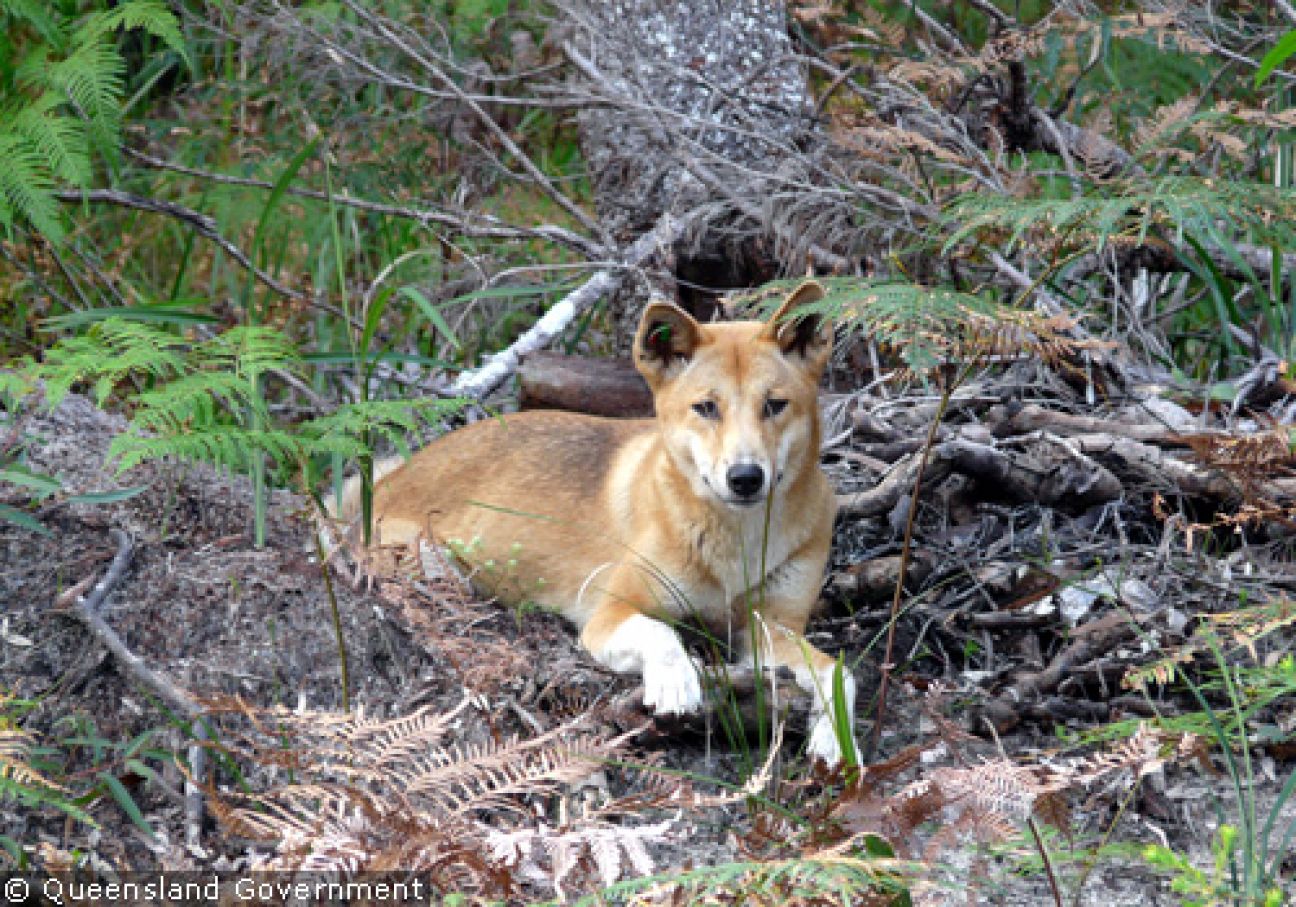 Fraser Island Dingoes