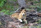 Fraser Island Dingoes