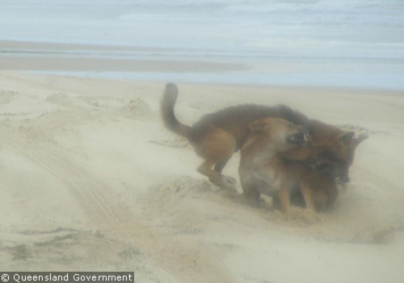 Fraser Island Dingoes