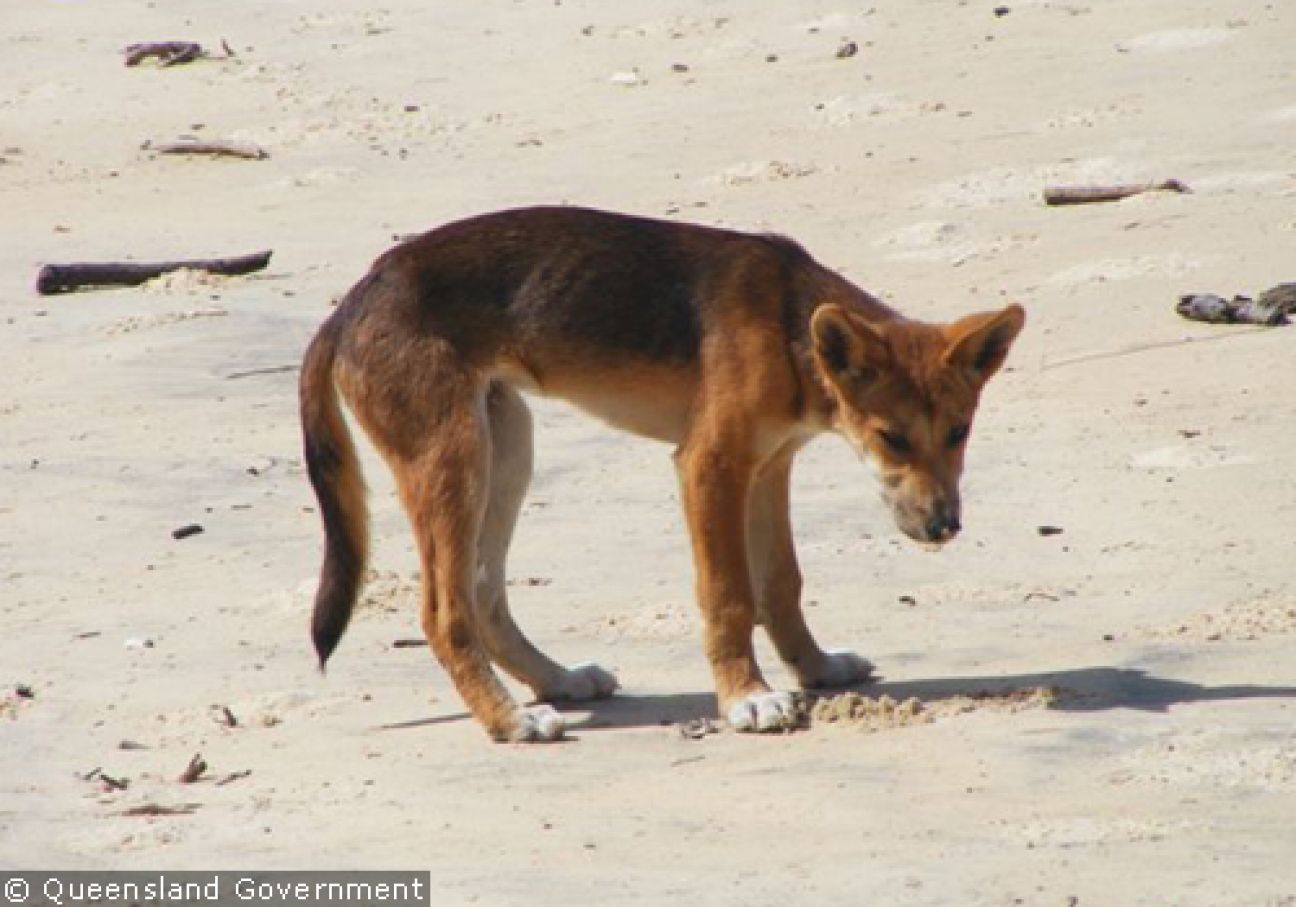 Fraser Island Dingoes