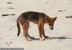 Fraser Island Dingoes